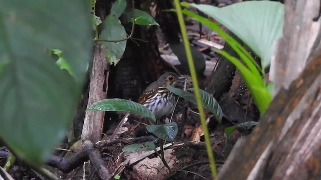 Streak-chested Antpitta (Baudo) - ML201629741