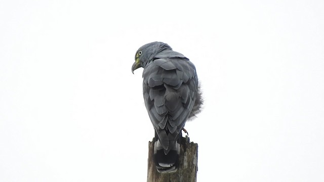 hákozobec neotropický (ssp. uncinatus) - ML201629801