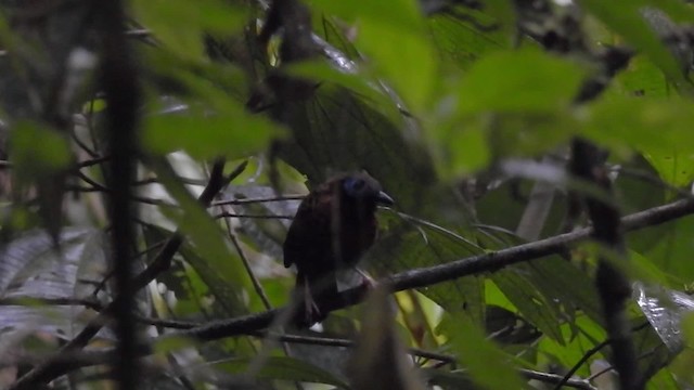 Ocellated Antbird - ML201629841