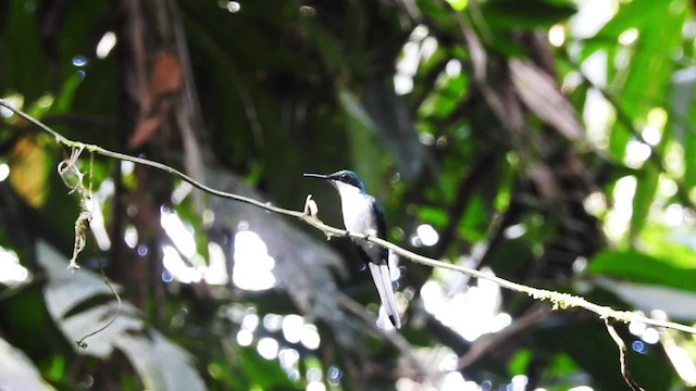 Purple-crowned Fairy - ML201629891