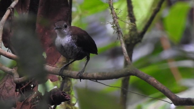 Шпалюшок амазонійський (підвид taeniatus/occidentalis) - ML201629901