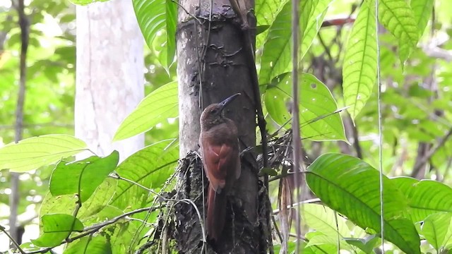 Northern Barred-Woodcreeper - ML201629941