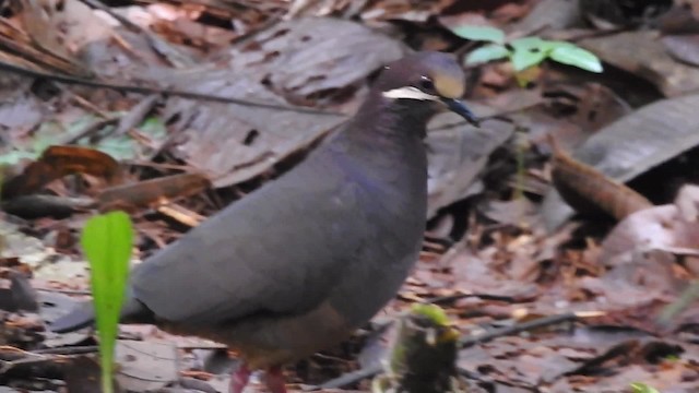 Olive-backed Quail-Dove - ML201629951