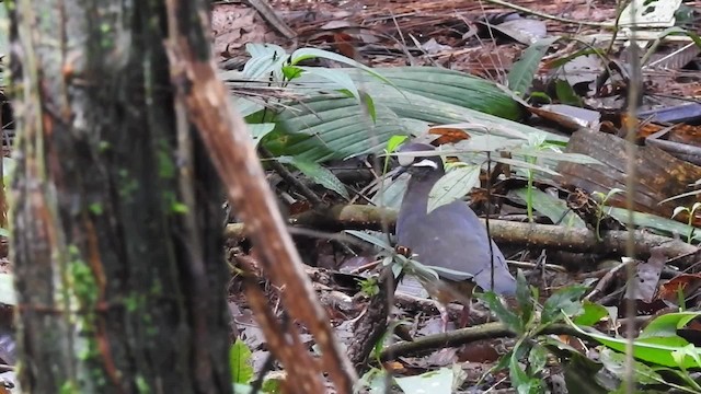 Olive-backed Quail-Dove - ML201629961