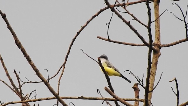 Snowy-throated Kingbird - ML201630001