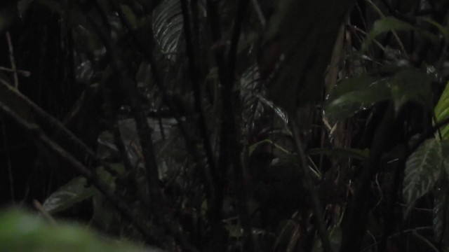 Anabate de Lawrence - ML201630031