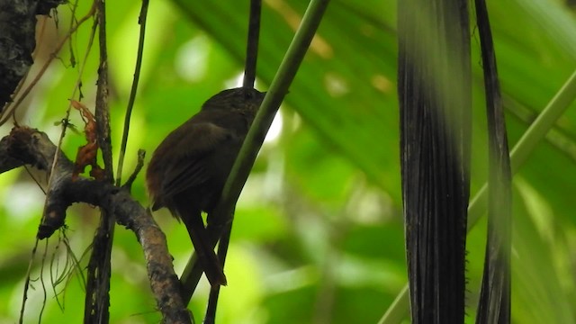 Anabate de Lawrence - ML201630081