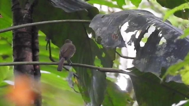 Tyranneau de Colombie - ML201630091