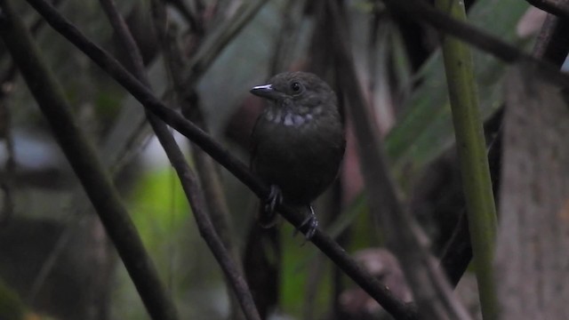 Checker-throated Stipplethroat - ML201630101