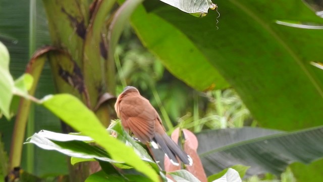 Gray-capped Cuckoo - ML201630111