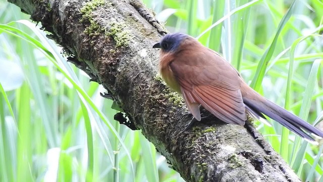 Gray-capped Cuckoo - ML201630121