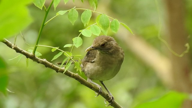 ecuadortrost - ML201630131