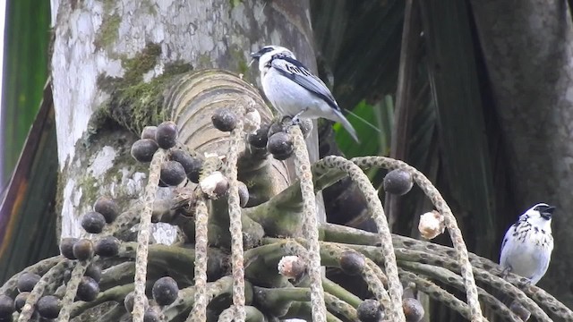 Tangara Grisdorada - ML201630161