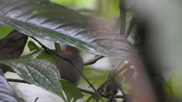 Tawny-faced Gnatwren - ML201630171