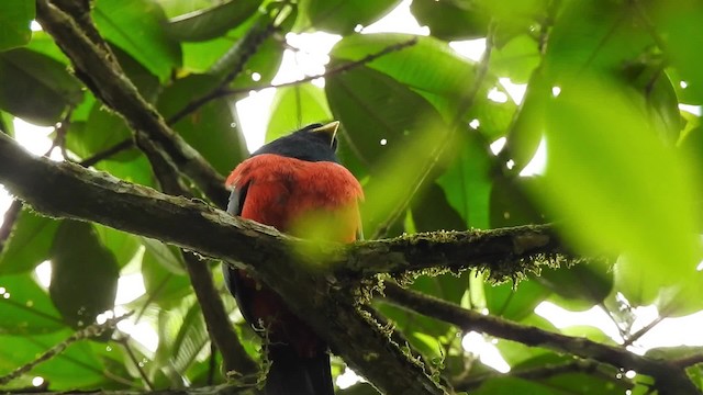 Blue-tailed Trogon - ML201630181