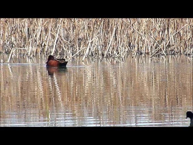 Cinnamon Teal - ML201630221