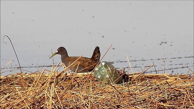 Plumbeous Rail - ML201630411