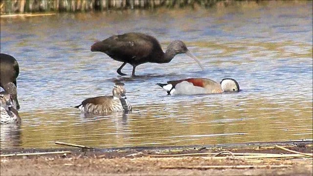 Canard à collier noir - ML201630471