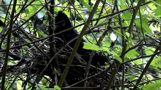 Амазонская зонтичная птица - ML201630611