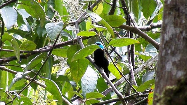 Blue-necked Tanager - ML201630621