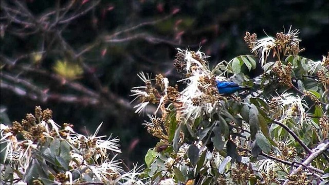 Blue Dacnis - ML201630631