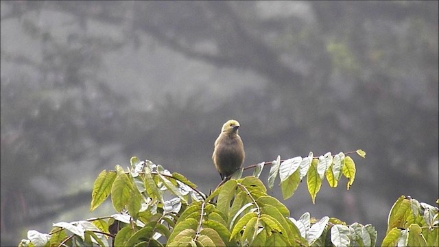 Palm Tanager - ML201630691