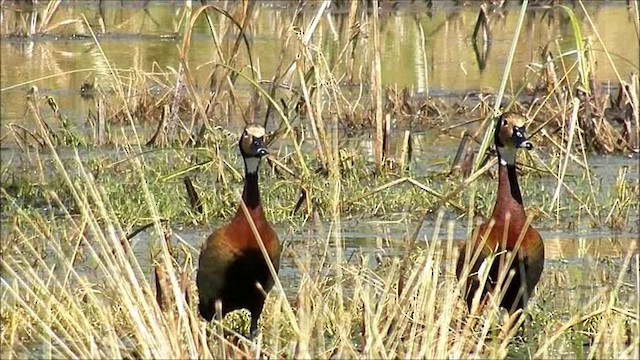 White-faced Whistling-Duck - ML201630761