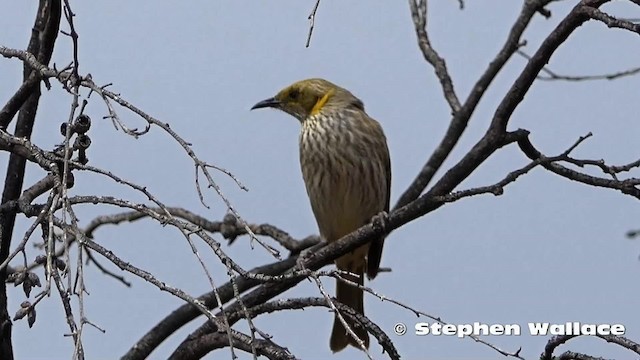 Yellow-plumed Honeyeater - ML201630891