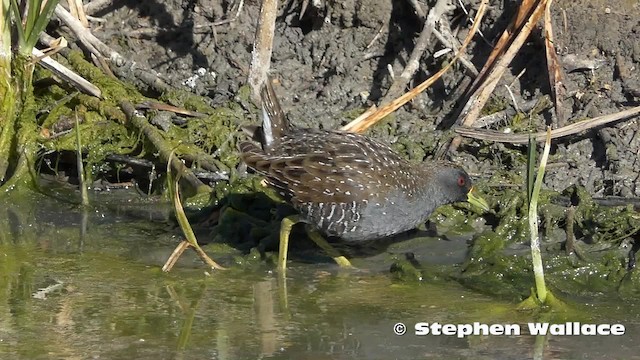 Australian Crake - ML201630921