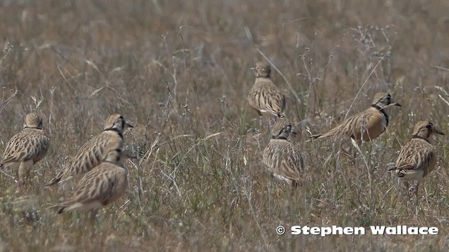 Inland Dotterel - ML201630941