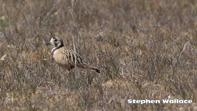 Inland Dotterel - ML201630951