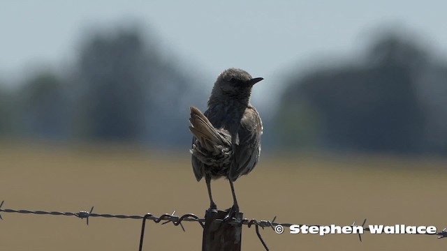 Brown Songlark - ML201630961