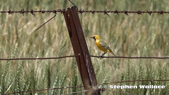 Orange Chat - ML201630971