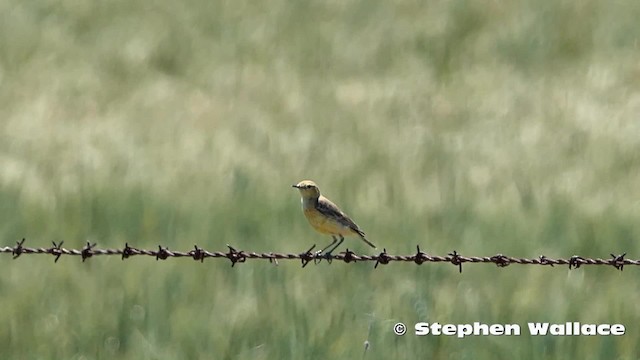 Orange Chat - ML201630981