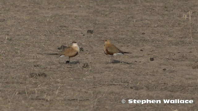 Glaréole isabelle - ML201630991