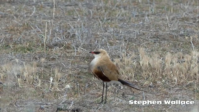 Glaréole isabelle - ML201631001