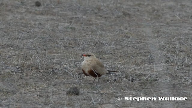 Glaréole isabelle - ML201631011