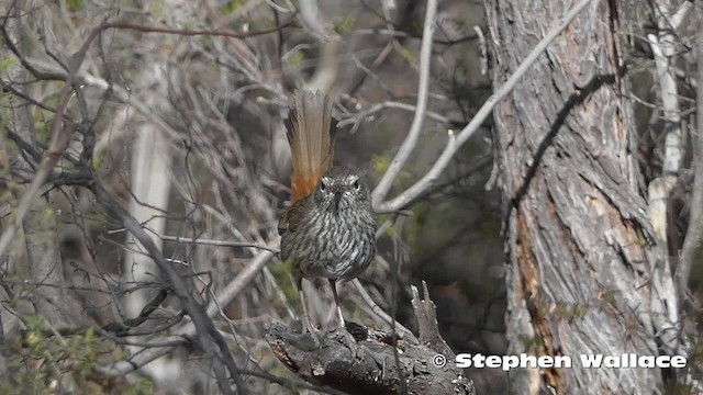 Chestnut-rumped Heathwren - ML201631021