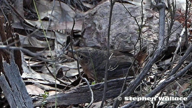 Chestnut-rumped Heathwren - ML201631031