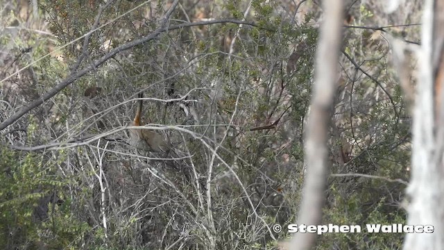 Chestnut-rumped Heathwren - ML201631041