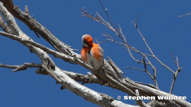 Crimson Chat - ML201631051