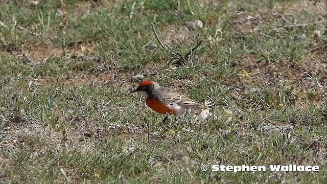 Crimson Chat - ML201631061