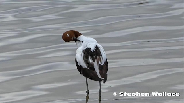 Avocette d'Australie - ML201631081