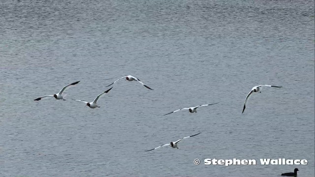 Avocette d'Australie - ML201631091