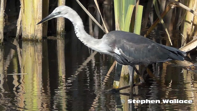 Pacific Heron - ML201631111