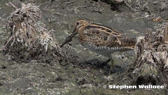 Latham's Snipe - ML201631141