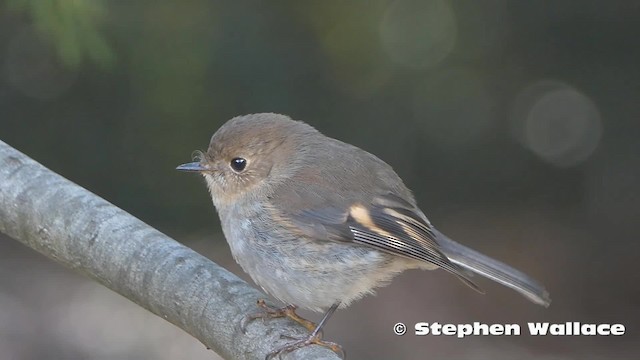 Pink Robin - ML201631171