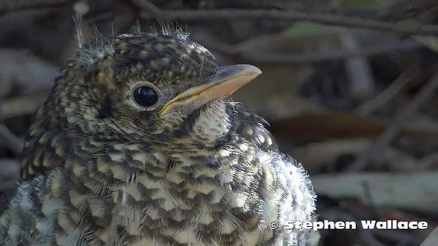 Bassian Thrush - ML201631201