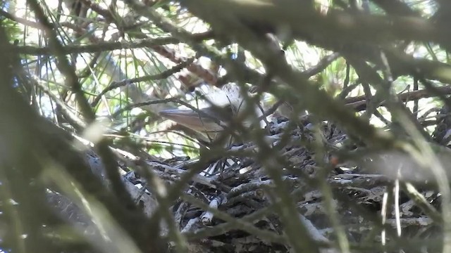 volavka stříbřitá (ssp. garzetta) - ML201631251