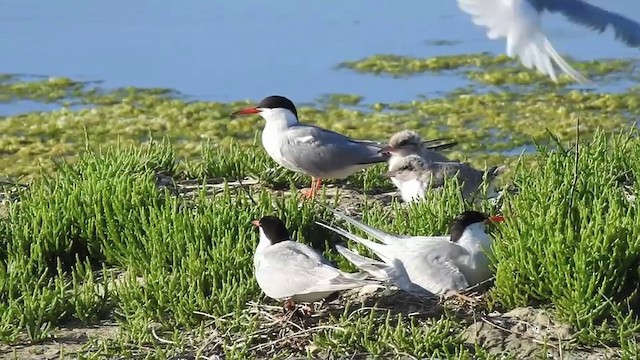 Common Tern (hirundo/tibetana) - ML201631271